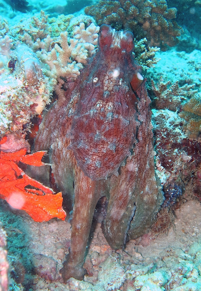 IMG_1079rf_Maldives_Madoogali_Plongee 10_Anghoti thila_Pieuvre.jpg